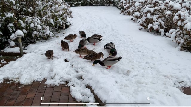 unsere Enten im Winter